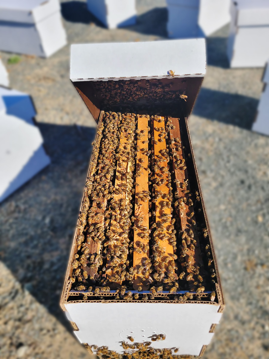 nuc with bees some of our highest quality honey products